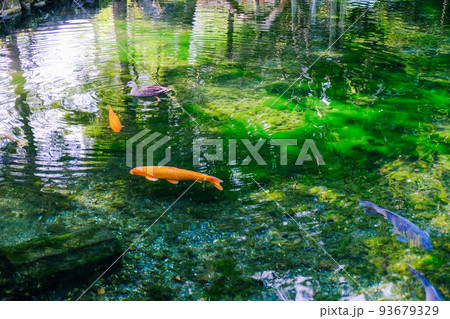 湧水池の鴨と鯉 93679329