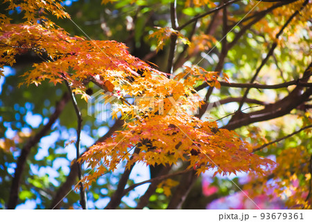 紅葉の最盛期 鹿児島県青少年研修センター 紅葉の最盛期 鹿児島県青少年研修センター 93679361
