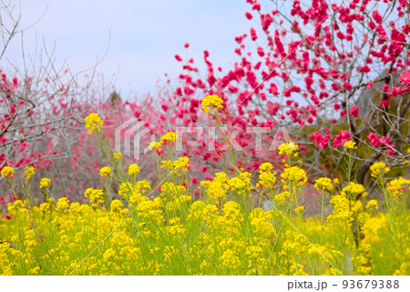 満開の紅桃と菜の花　触田「花ももの里」 93679388