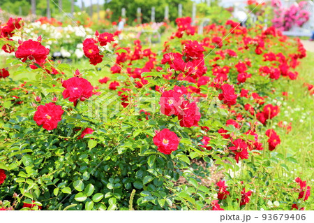 バラの花　マイナーフェアー 93679406