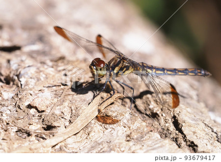 コノシメトンボ(メス) コノシメトンボ(メス) 93679417