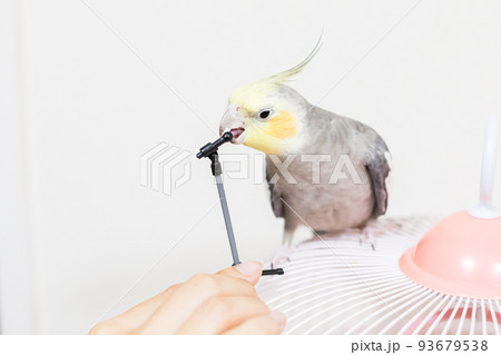 【ペット】マイクスタンドで遊ぶオカメインコ 93679538