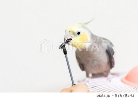【ペット】マイクスタンドで遊ぶオカメインコ 【ペット】マイクスタンドで遊ぶオカメインコ 93679542