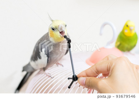 【ペット】マイクスタンドで遊ぶオカメインコ 93679546