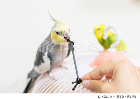 【ペット】マイクスタンドで遊ぶオカメインコ 93679548