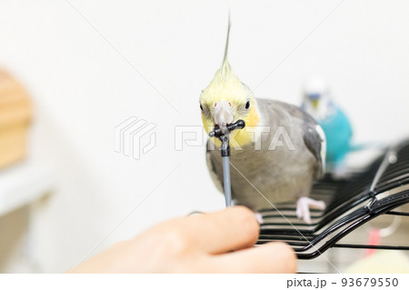 【ペット】マイクスタンドで遊ぶオカメインコ 93679550