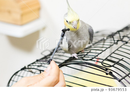 【ペット】マイクスタンドで遊ぶオカメインコ 93679553