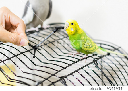 【ペット】マイクスタンドで遊ぶセキセイインコ 93679554