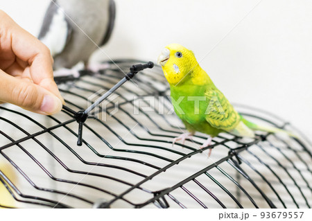 【ペット】マイクスタンドで遊ぶセキセイインコ 93679557