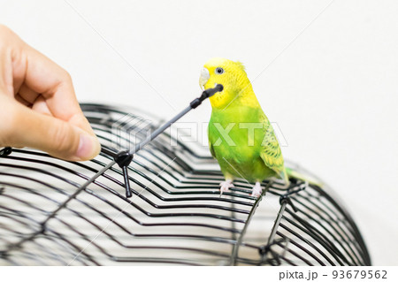 【ペット】マイクスタンドで遊ぶセキセイインコ 【ペット】マイクスタンドで遊ぶセキセイインコ 93679562