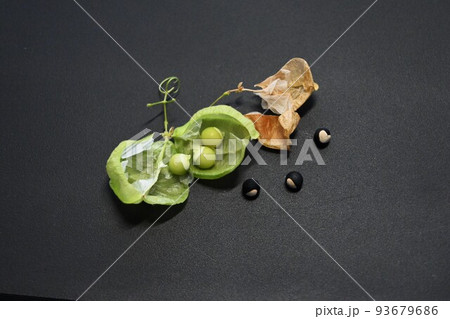 フウセンカズラの実とタネ 93679686