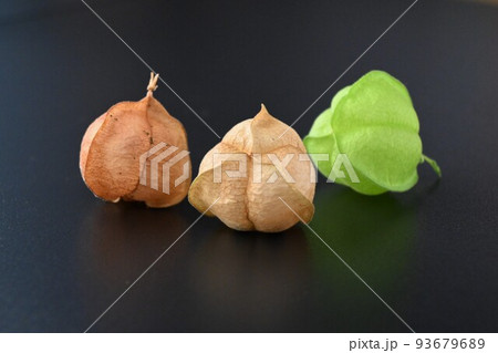 フウセンカズラの実とタネ 93679689