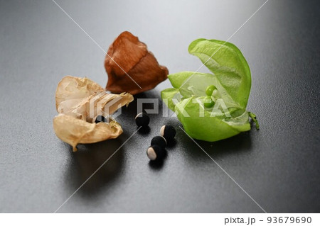 フウセンカズラの実とタネ 93679690