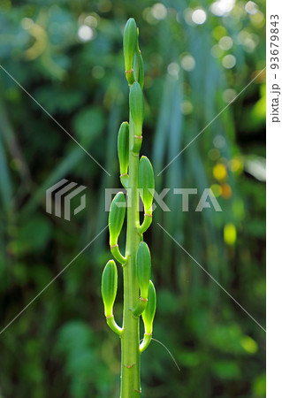 爽秋の若い緑色のオオウバユリの実　福島県只見町 93679843
