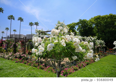 バラの花 シュネービッチェン バラの花 シュネービッチェン 93680049