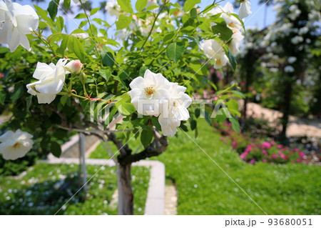 バラの花 シュネービッチェン バラの花 シュネービッチェン 93680051