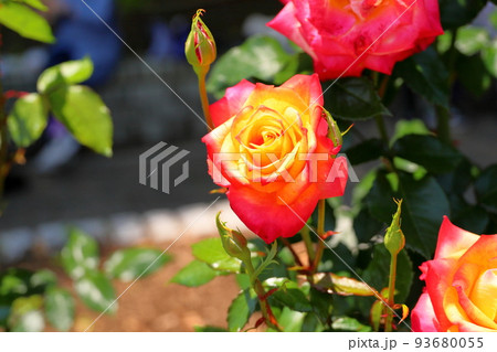 バラの花 マインミュンヘン バラの花 マインミュンヘン 93680055