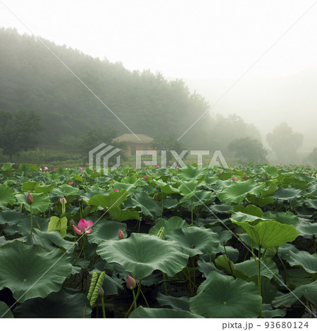 蓮 紅蓮 口紅 93680124