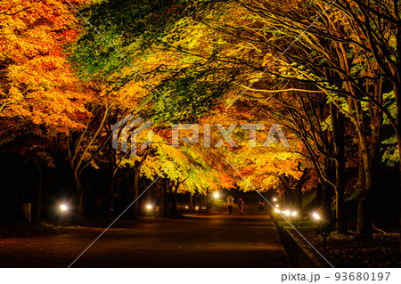 箕輪町・もみじ湖の紅葉(ライトアップ) 箕輪町・もみじ湖の紅葉(ライトアップ) 93680197