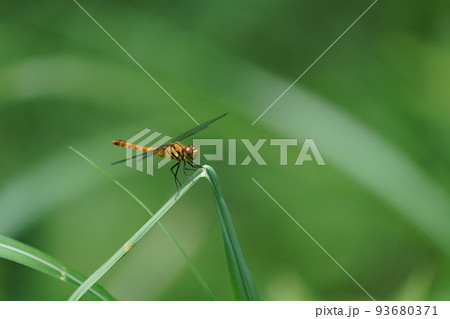 草にとまった夏のトンボ 草にとまった夏のトンボ 93680371