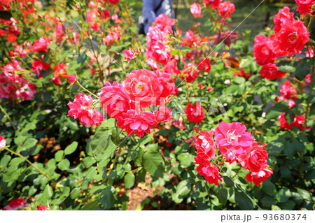 赤色の可愛いバラ 赤色の可愛いバラ 93680374