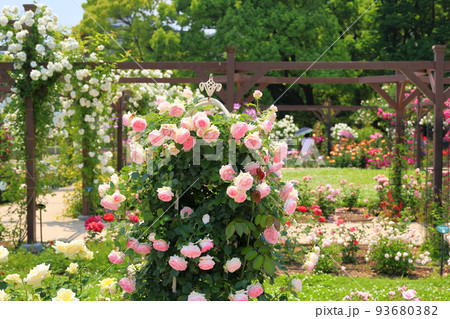バラの花　ピエールドゥロンサール 93680382