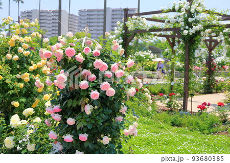 バラの花　ピエールドゥロンサール 93680385