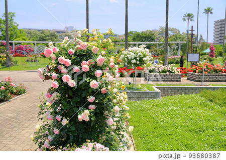 バラの花　ピエールドゥロンサール 93680387