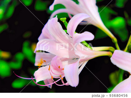 夏水仙と蟷螂 93680456