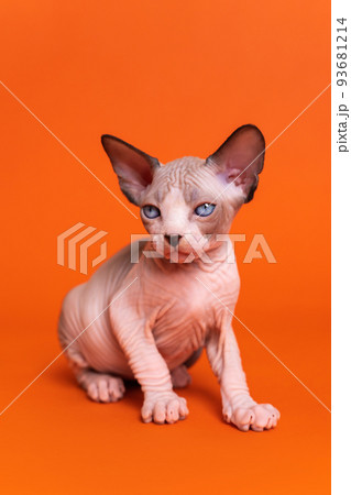 Portrait of Canadian Sphynx Cat of seal mink and white color sitting on orange background. Displeased female hairless kitten with blue eyes six weeks old. Studio shot. Portrait of Canadian Sphynx Cat of seal mink and white color sitting on orange background. Displeased female hairless kitten with blue eyes six weeks old. Studio shot. 93681214