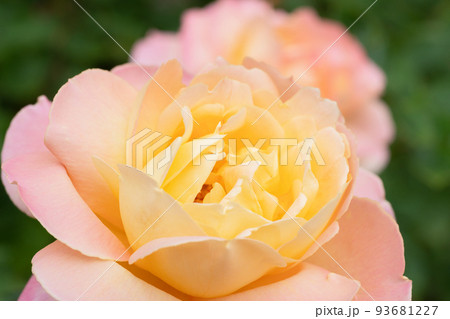 黄色とピンクのバラの花 93681227