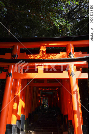 京都伏見稲荷大社 夕陽を浴びる連なる鳥居 京都伏見稲荷大社 夕陽を浴びる連なる鳥居 93681386