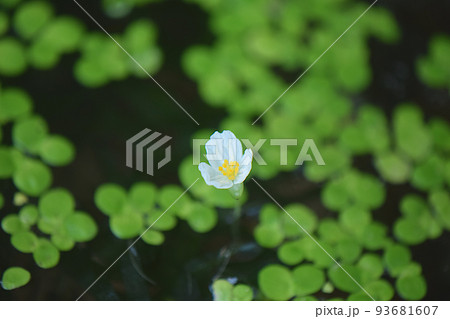 アナカリスの白い花と浮草 93681607