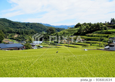 富岡の棚田【山梨県上野原市秋山】 富岡の棚田【山梨県上野原市秋山】 93681634