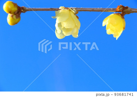 ロウバイ 93681741