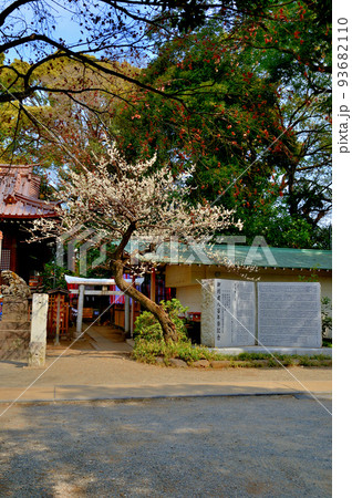 代々木八幡宮 早春の参拝者の風景 93682110