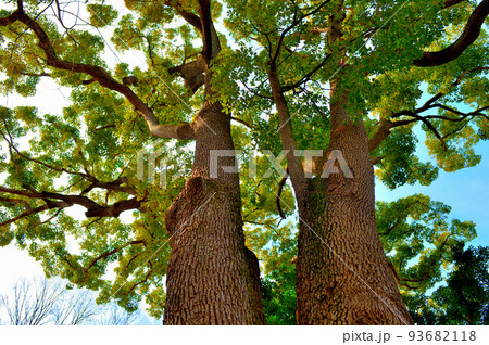 代々木八幡宮 早春の参拝者の風景 93682118