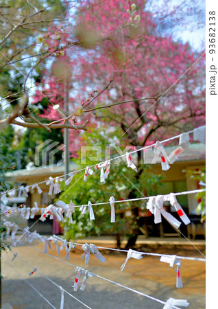 代々木八幡宮 早春の参拝者の風景 代々木八幡宮 早春の参拝者の風景 93682138