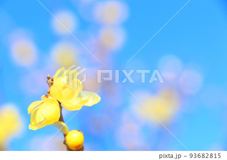 ロウバイ 93682815