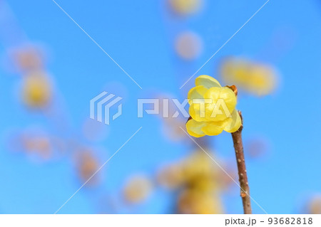 ロウバイ 93682818