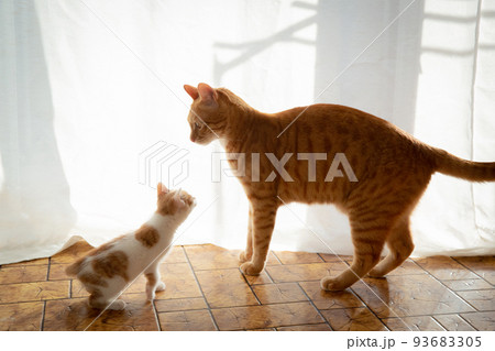 子猫 93683305
