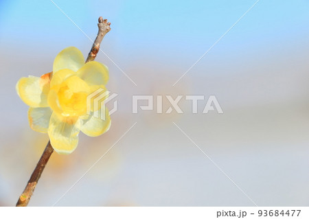 満開のロウバイ 93684477