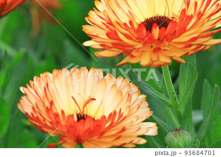 a daisy flowers on back ground of the season landscape. a daisy flowers on back ground of the season landscape. 93684701