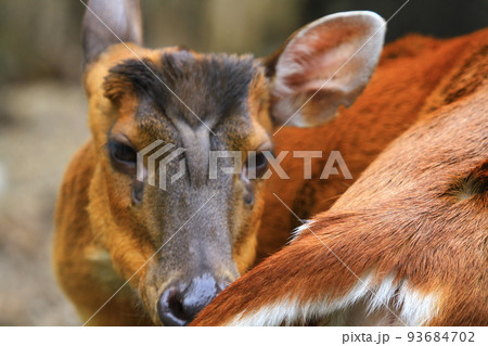 a hog deer stand alone on grassland a hog deer stand alone on grassland 93684702