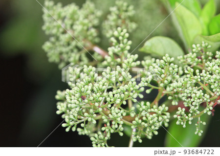 a bouquet of fresh and colorful flowers, the nature concept a bouquet of fresh and colorful flowers, the nature concept 93684722