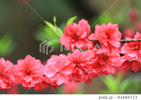 the Low Angle View Of Pink Cherry Blossoms In Spring the Low Angle View Of Pink Cherry Blossoms In Spring 93684723