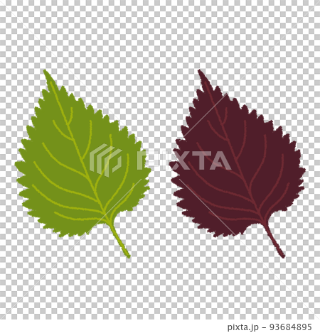 紫蘇（紫蘇）的插圖 93684895