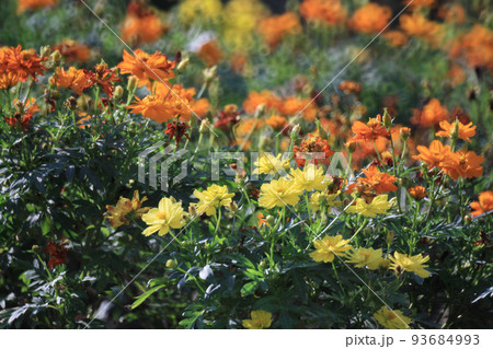 Cosmos flower of orange color in the garden 93684993