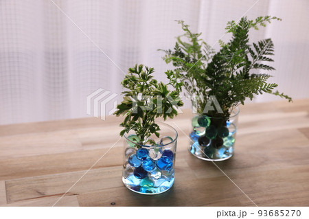 観葉植物 93685270