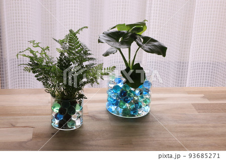 観葉植物 観葉植物 93685271